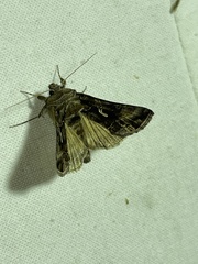 Autographa mandarina