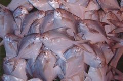 Silver Pomfret photo 2