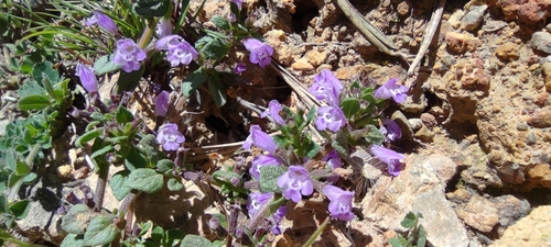 Clinopodium alpinum (Clinopodium alpinum)