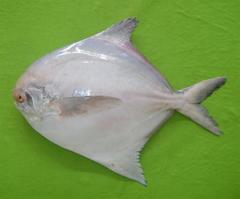 Silver Pomfret photo 3