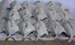 Silver Pomfret photo 4