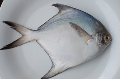 Silver Pomfret photo 5