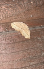 Syncirsodes primata