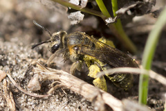 Andrena alleghaniensis