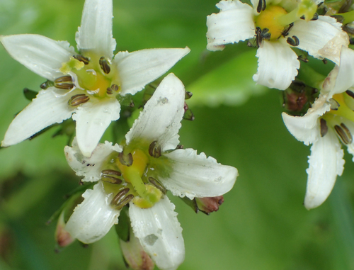 Deercabbage (Nephrophyllidium crista-galli)