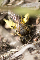 Andrena alleghaniensis
