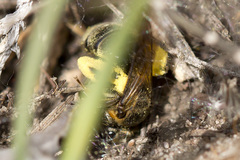 Andrena alleghaniensis