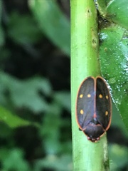 Iphirhina perfecta