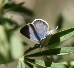 Icaricia icarioides austinorum
