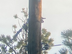 Sphyrapicus thyroideus