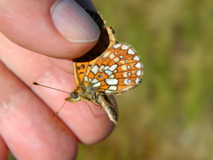 Boloria eunomia