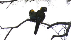 Primolius auricollis