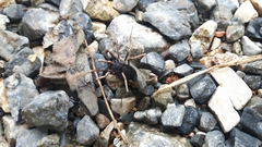 Zachaeus
