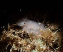 Thordisa albomacula