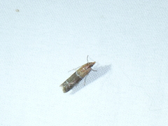 Moodna pallidostrinella