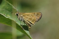 Polites subreticulata