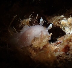 Thordisa albomacula
