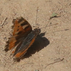 Aglais urticae