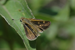 Polites subreticulata