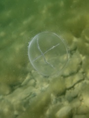 Staurostoma mertensii