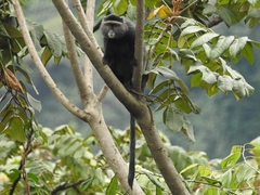 Cercopithecus mitis stuhlmanni