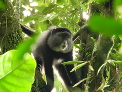 Cercopithecus mitis stuhlmanni