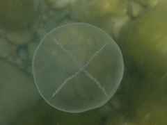 Staurostoma mertensii