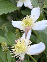 Clematis montana