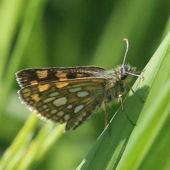 Carterocephalus palaemon