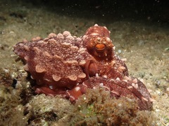 Callistoctopus ornatus