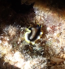 Pseudoceros paralaticlavus