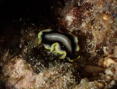 Pseudoceros paralaticlavus