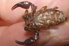 Euscorpius