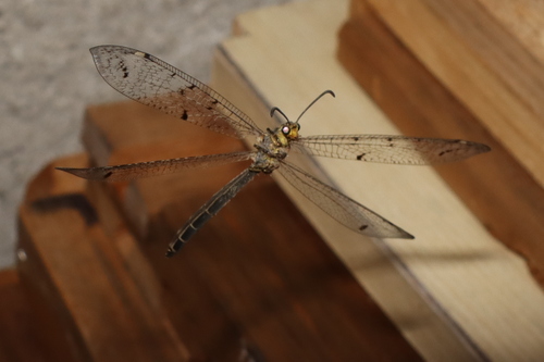 Four-spotted antlion