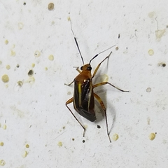 Horciasinus signoreti