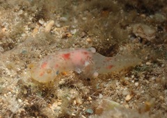 Plocamopherus maculatus