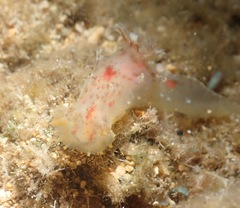 Plocamopherus maculatus