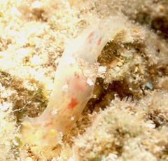 Plocamopherus maculatus
