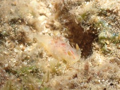 Plocamopherus maculatus