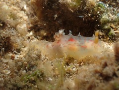 Plocamopherus maculatus