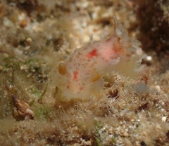 Plocamopherus maculatus