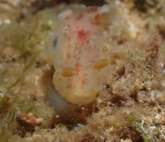 Plocamopherus maculatus