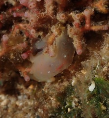 Plocamopherus maculatus