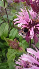 Bombus