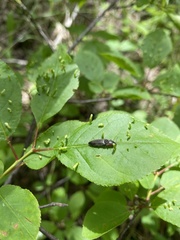 Agriotes fucosus