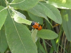 Clytra quadripunctata