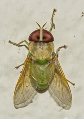 Chlorotabanus