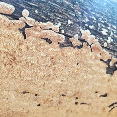 Perenniporia tenuis