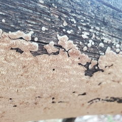 Perenniporia tenuis