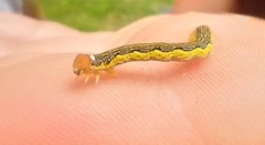 Erannis tiliaria